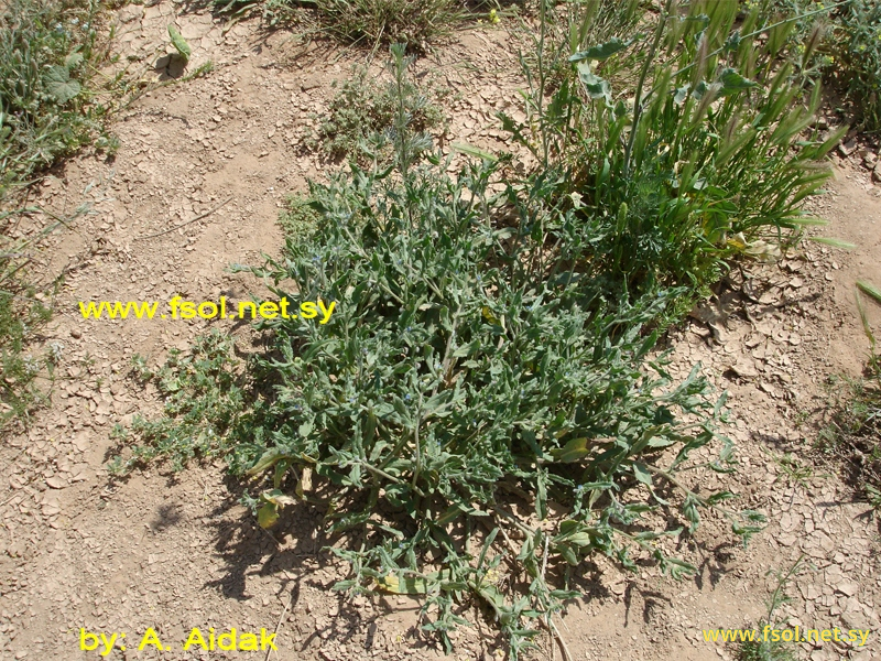 Anchusa officinalis L.